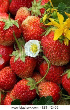 Strawberry And Tutsan