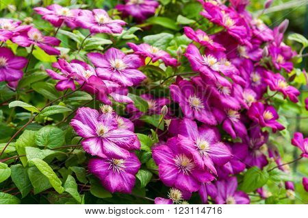 beautiful brigth purple clematis flowers in nature
** Note: Shallow depth of field