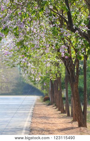 Lagerstroemia speciosa or tabak tree and road in garden ThailandPerennial plant bloom one time per year.