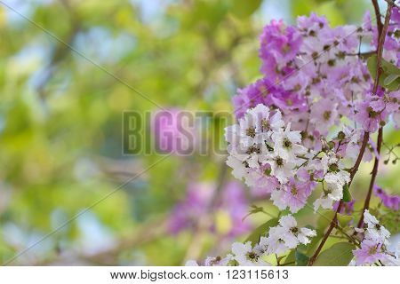 Lagerstroemia speciosa or tabak tree in ThailandPerennial plant bloom one time per year.