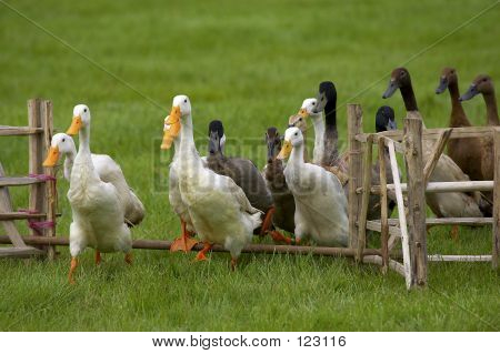 Gruppe von Enten Zaun springen