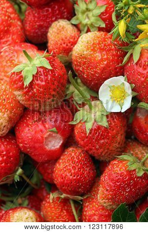 Strawberry And Tutsan