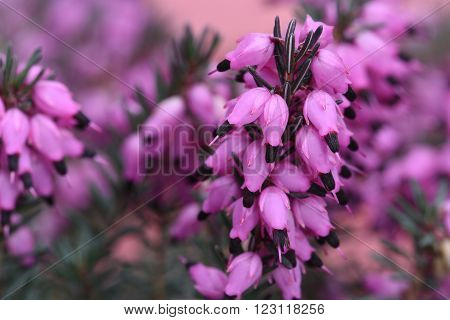 Purple heather flowers in the garden close up
