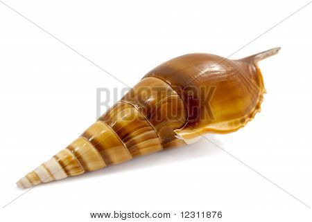 美丽的海洋贝壳