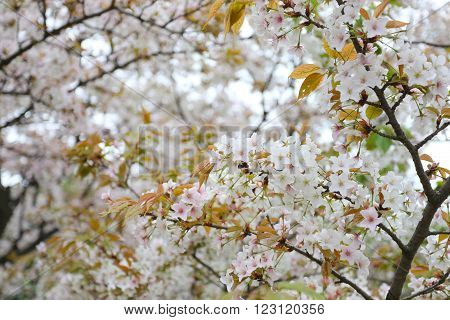 white sakura flower or cherry blossoms in Japan gardenFlower Festival in Japan before summer.