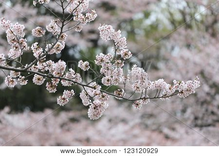 Pink sakura flower or cherry blossoms in Japan gardenFlower Festival in Japan before summer.