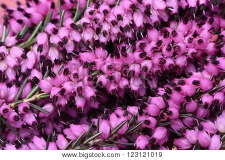 Purple heather flowers in the garden close up