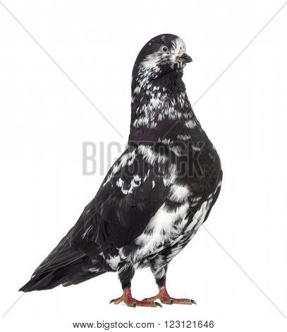 Black Show Tippler Pigeon isolated on white