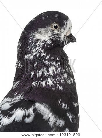 Close up of a Black Show Tippler Pigeon isolated on white
