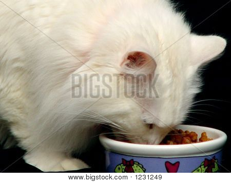 Affamées chat Angora, manger de la nourriture