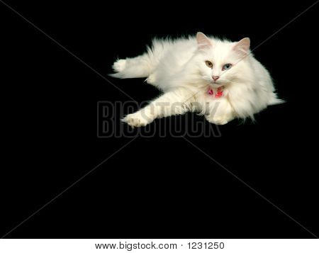 Chat Angora