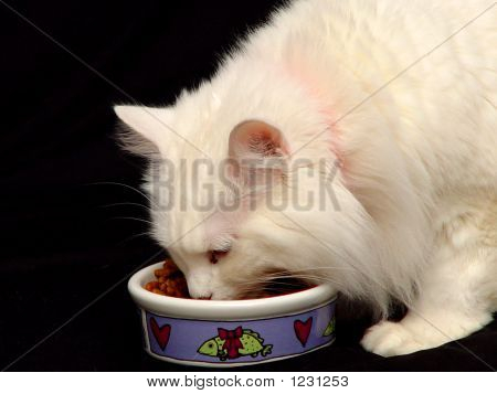Manger des aliments pour chats