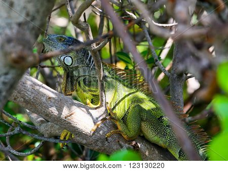Green iguana with spines and dewlap sitting on a tree hidden in the branches in Key West Florida USA.