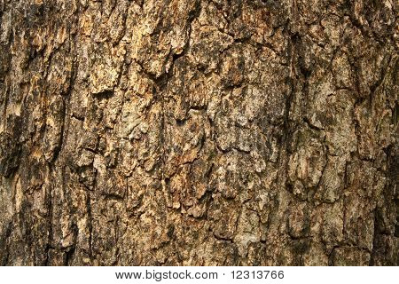Bark of tree texture