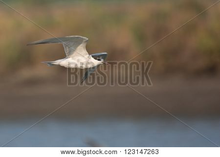 a seagull fly over a sea ring