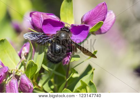 Xylocopa bumblebee pollinating a Polygala Myrtifolia in the garden