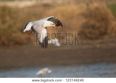 Seagull flying over sea on soft background