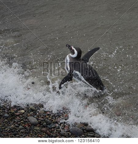 Magellanic penguin (Spheniscus magellanicus) as seen in the wild in Patagonian Argentina at Punta Tombo.