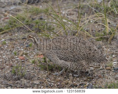 Wild Elegant crested Tinamou. (Eudromia Elegans) pictured in Patagonia Argentina.