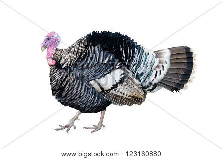 The Turkey bird isolate on white background