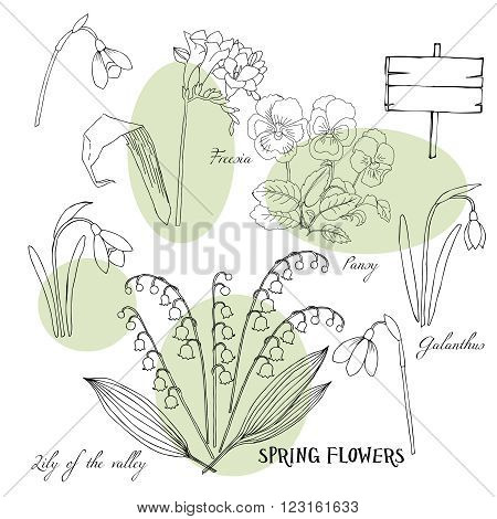 Background with  lily of the valley, galanthus and pansy. Hand drawn snowdrops flowers sketches. Vector Illustration