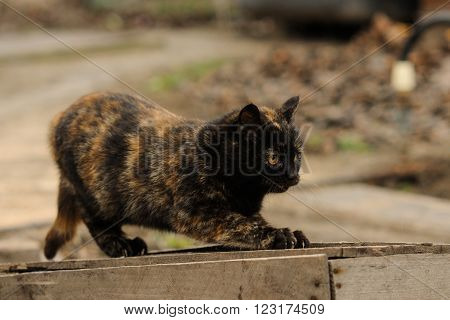 Tortoiseshell Torty fluffy cat sitting on the street countryside