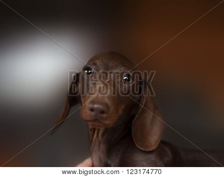 Dachshund dog looks at camera. portrait of smooth-coated Dachshund puppy