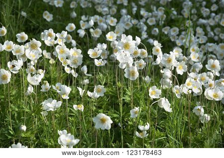 lot of large flowered anemone - white - sasanka velkokv