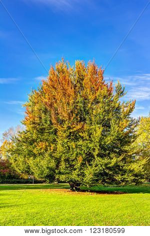 Autumn in the Planten und Blomen park of Hamburg