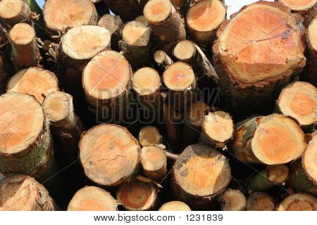 Stacked Timber