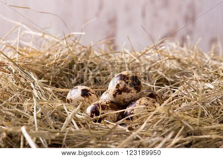Horizontal photo of several quail eggs which are placed on nice haystack from dried straws. Light wooden wall is in background.