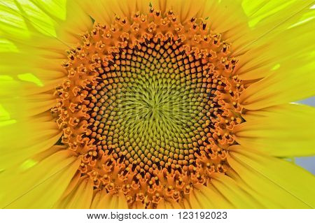 Close-up of a beautiful and colorful sunflower
** Note: Shallow depth of field