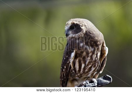 this is a close up of a boobook owl
** Note: Visible grain at 100%, best at smaller sizes