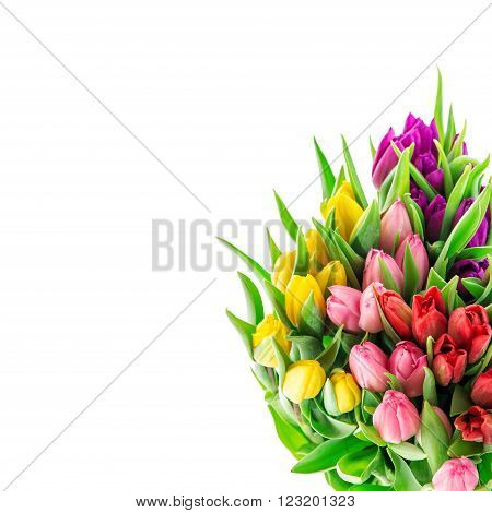 Tulip flowers. Bouquet of resh spring blooms isolated on white background
