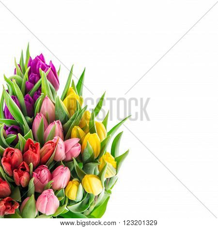 Bouquet of resh spring tulip flowers isolated on white background