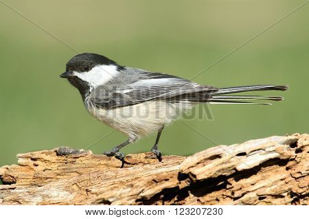Black-capped Chickadee (poecile atricapilla) on a branch in winter