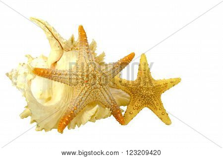 Seashell and starfish isolated on white background with clipping-path.