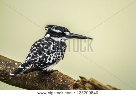 Specie Ceryle rudis family of Alcedinidae, pied kingfisher eating a fish in Kruger park