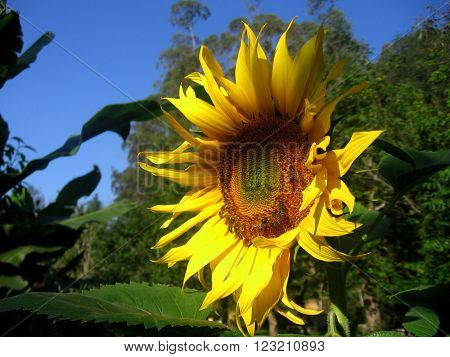 Closeup of a beautiful sunflower with honey bees on it against a blue sky