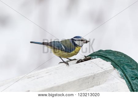 hungry bluetit eats sunflower seeds in winter day