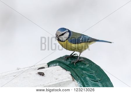 bluetit eats sunflower seeds in winter day
