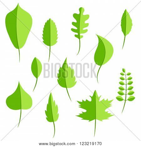 Spring green leaves in flat style vector set. Oak leaf, chestnut leaf, maple, birch and acacia leaves.