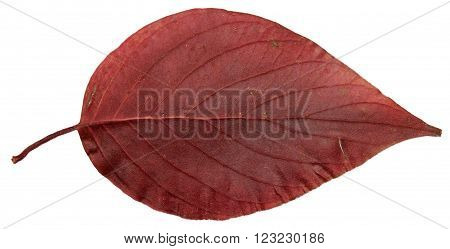 dried fall leaves of plants flowers and branches isolated elements on white background for scrapbook object roughage autumn leaf.