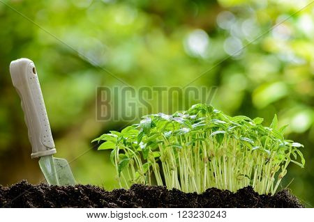 Young Plant Growing On Soil