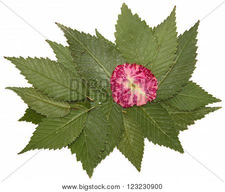 dried fall leaves of plants flowers and branches isolated elements on white background for scrapbook object roughage autumn leaf.
** Note: Soft Focus at 100%, best at smaller sizes