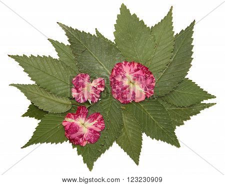 dried fall leaves of plants flowers and branches isolated elements on white background for scrapbook object roughage autumn leaf.