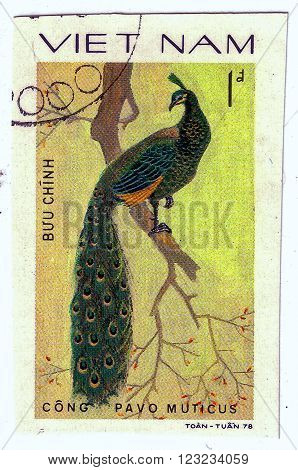Vietnam - Circa 1978 : A Stamp Printed By Vietnam Shows Bird An Pavo Muticus, From The Series Orname