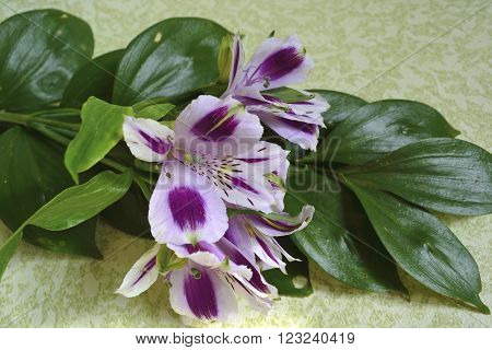 purple and white irises on a light background