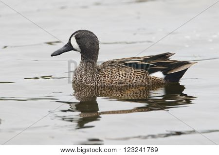 Male Blue-winged Teal Swimming In A Pond - Florida