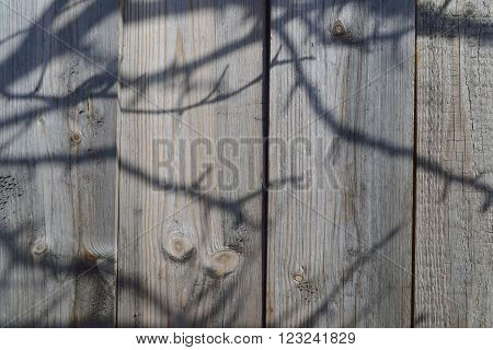 Wall of wooden planks with shadows branches